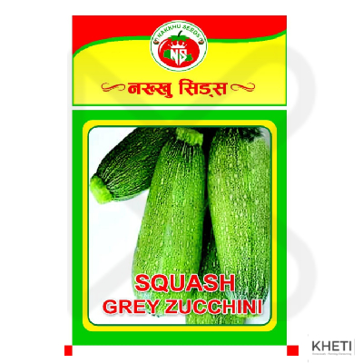 Squash seed (Grey Zucchini)